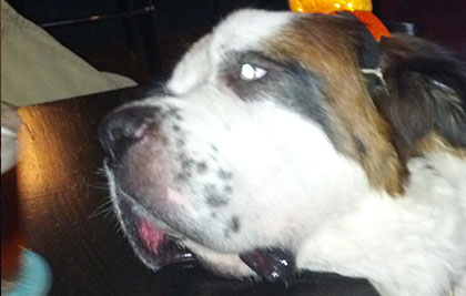 Alvin  going for the beer.