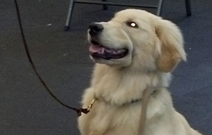 Cooper being a good boy.